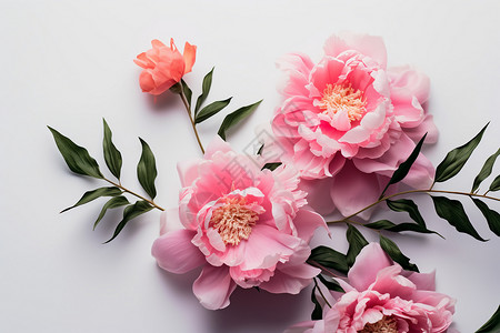 婀娜多姿的粉色花朵背景图片