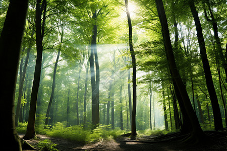 神秘的森林之光图片