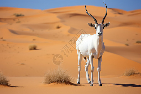 白色角羚在沙漠中央矗立高清图片
