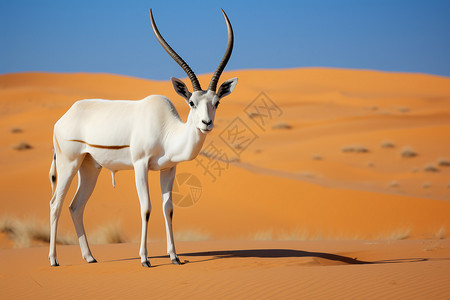 白沙漠白羚羊在沙漠中站立背景