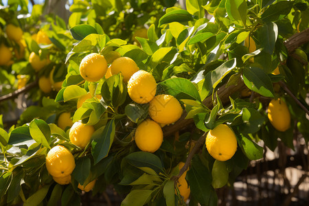 柠檬树上结满了成熟的柠檬图片