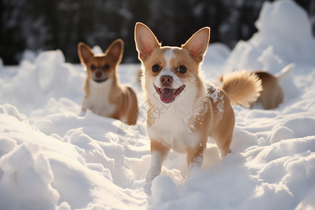 两只小狗在雪中一起玩耍背景图片