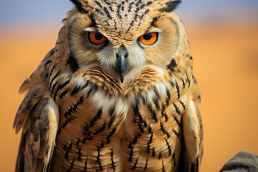 沙漠中野生的猫头鹰图片