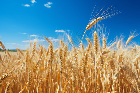 麦田里成熟的麦子高清图片