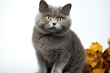 一只可爱的灰色猫咪背景图片