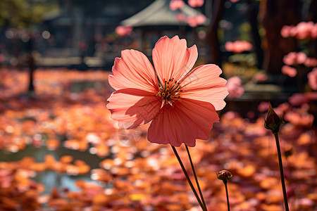 公园里面盛开的花朵背景图片