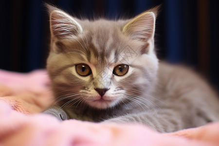毯子上呆萌的小猫背景图片