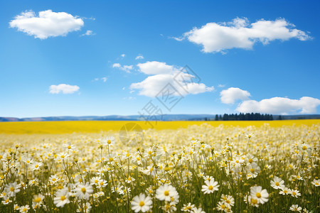 黄色的花海报一篇自然的花海背景