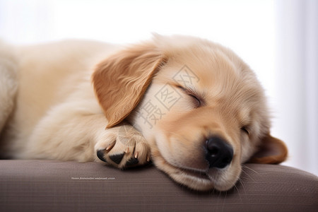 趴着睡着的小狗图片