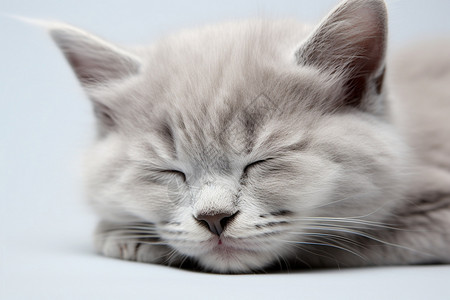 睡着的猫咪图片