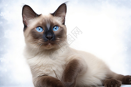 蓝色毛发可爱的猫咪背景