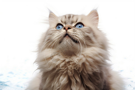 白色奇幻惊讶可爱的混血蓝眼猫仰望的照片：奇幻罗可可风格背景