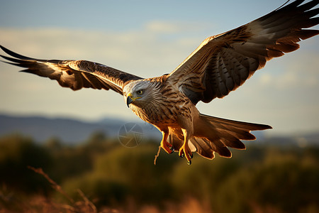 自由翱翔的老鹰高清图片