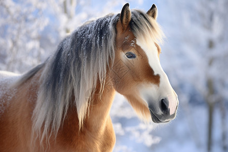 冬日里的马图片