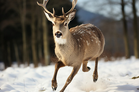 雪地里奔跑的鹿图片