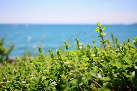 草丛和猫儿海洋边的绿色植物背景