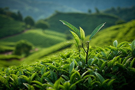 嫩芽茶叶高山绿茶背景