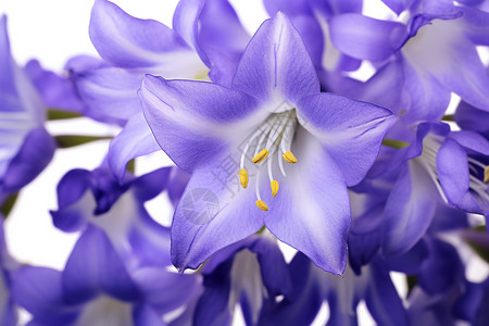 紫蓝的风铃花背景图片