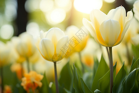 郁金香花海背景图片