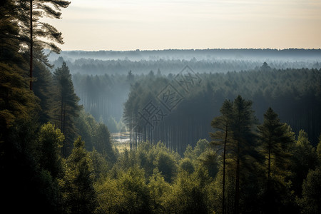 神秘的森林迷雾图片