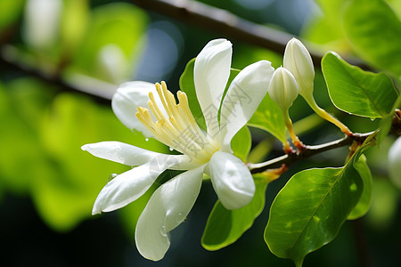 树枝上盛开着一朵白色花朵高清图片