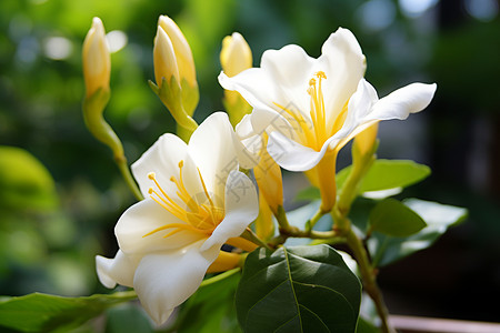 白花在枝头吐着金色的花蕊图片