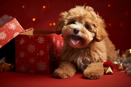 礼物盒旁的小狗背景图片