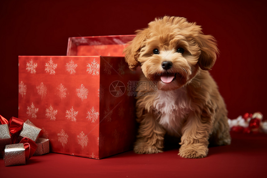 可爱的小狗与红色礼物盒图片