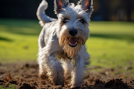 草地上奔跑的小白狗图片