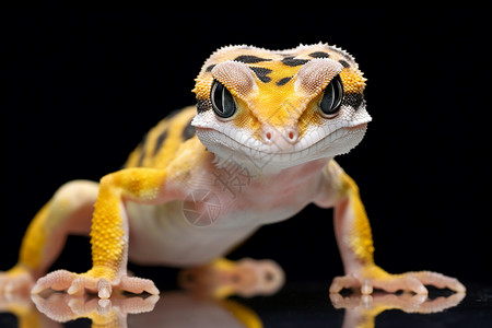 黄斑病变濒危物种的黄斑蜥蜴背景