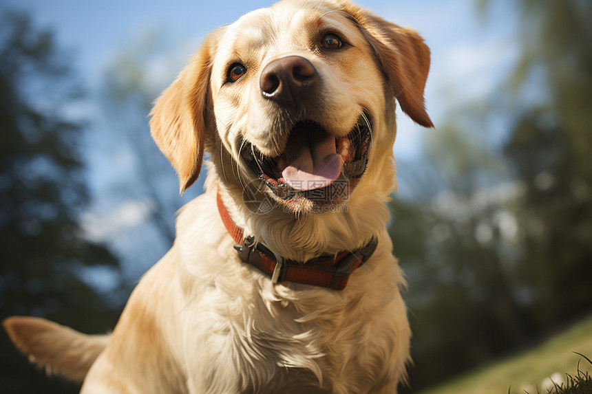 乖巧可爱的金毛犬图片