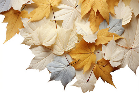 心形枫叶素材秋天的树叶背景插画