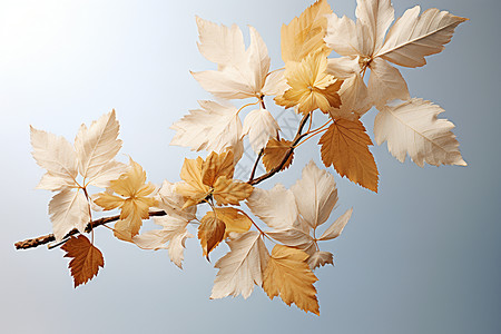 秋季叶子自然过渡黄色布朗梧桐叶秋叶的背景素材插画