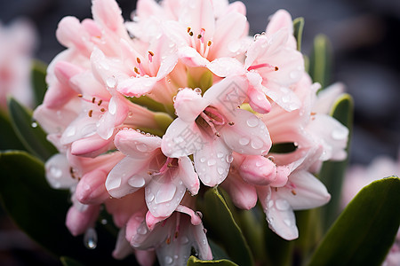 春天花雨满天花粉色高清图片