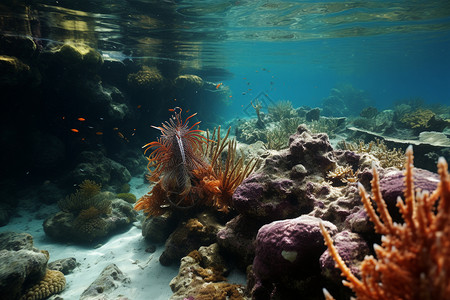 海底世界的珊瑚礁景观图片