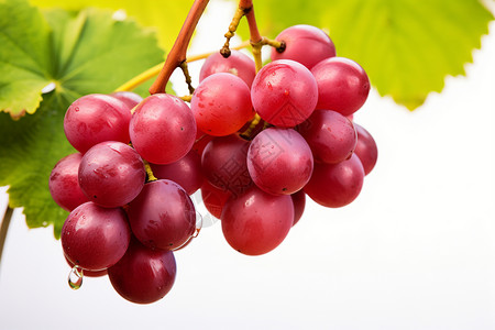 新鲜甜美的葡萄水果图片