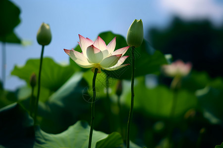 荷花池畔莲花池畔的夏日背景