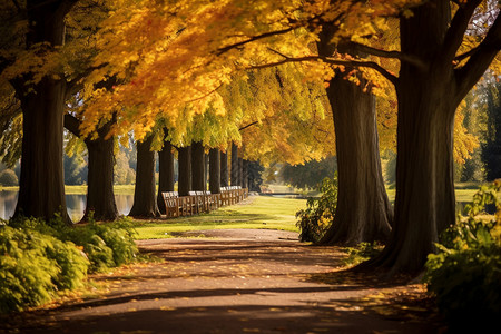 大树树枝素材秋色的自然魅力背景