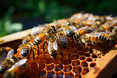 繁忙的蜜蜂们图片