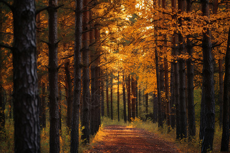 秋色林间图片
