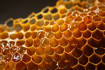蜂巢上蜂蜜图片