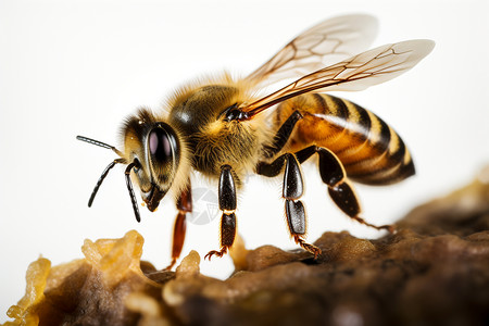 大自然的蜜蜂高清图片