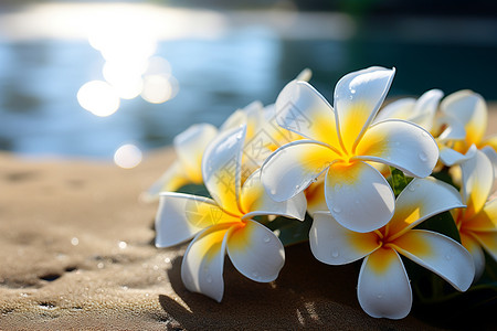 海滩上的花朵背景图片