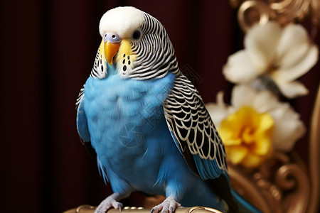 水蓝色窗帘水蓝色宠物鹦鹉与镜花缘背景