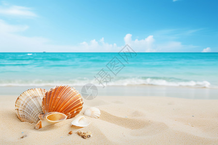 沙滩上的美丽贝壳高清图片