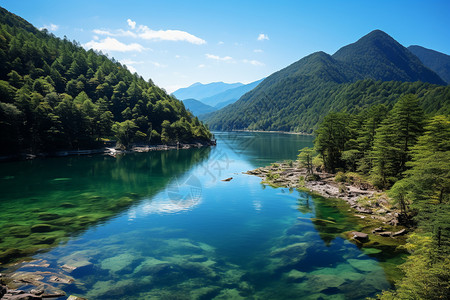 被摧毁的大树被大树环绕的湖泊背景