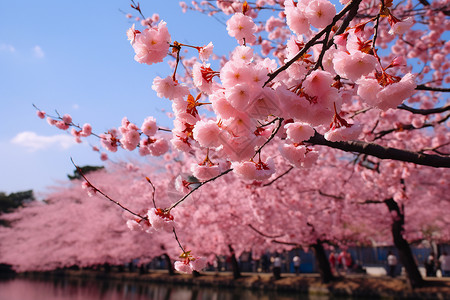 樱花绽放的季节高清图片