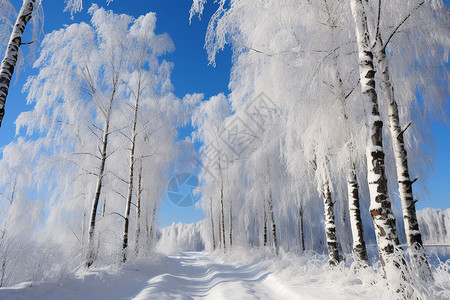寒冷的冬日森林图片