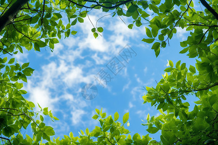 扇形树冠树叶间的天空背景