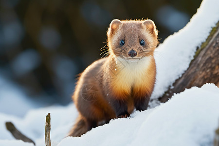 冬日觅食的黄鼠狼高清图片